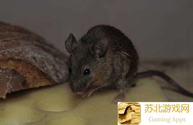 手慢无！猫和老鼠实用技巧大揭秘：听筒开到最大还觉得队友声音小？值不值一看便知！