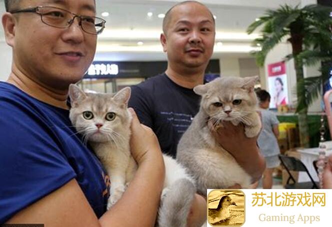 猫咪展会来袭！我本千金活动上新，谁能成为名列前猫呢？