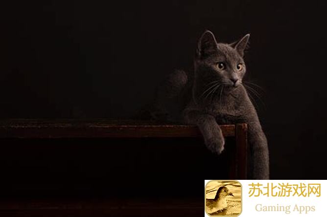 猫和老鼠游戏攻略：教你如何送礼物秒变人气玩家！