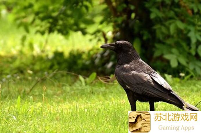 乌鸦之霜87版全职业攻略大揭秘！教你如何熊出没，战力飙升！