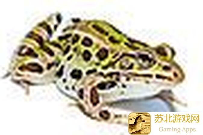 动物王者小动物档案：揭秘短跑新星保罗的崛起之路
