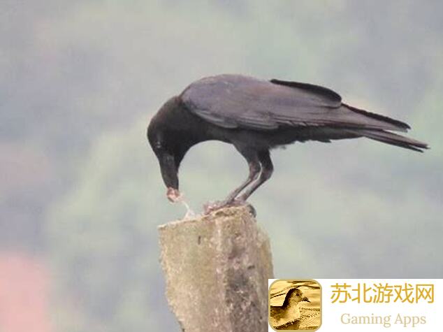 乌鸦之霜新手入门指南：初王之剑专属获取秘籍！零门槛速成攻略！