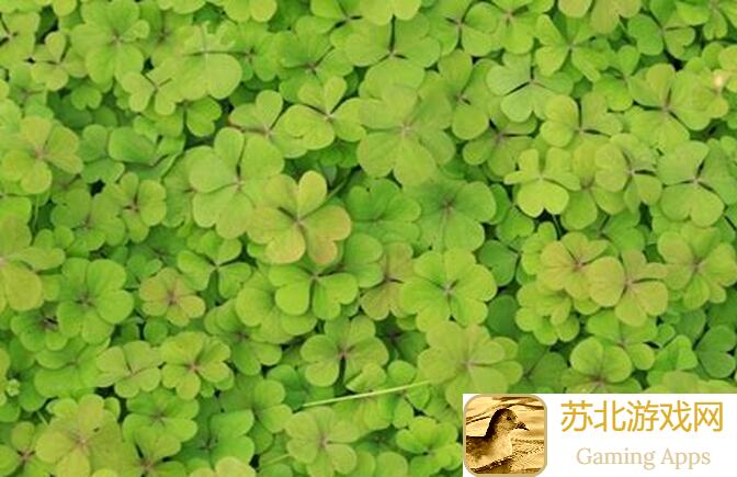 四叶草剧场Pve排行榜，B站玲玲妻Re推荐，如何快速提升战力？