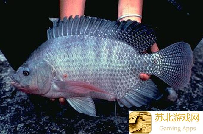 亲测！无名江湖新手氪度阳剑搭配秘籍