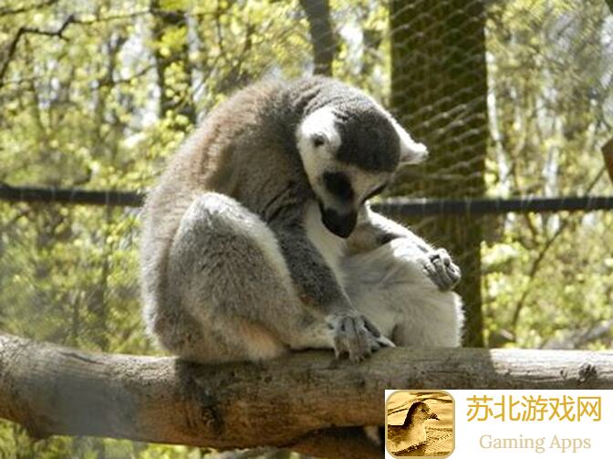 动物森林开局3只小老鼠的逆袭之路:揭秘如何成为生物链顶端的强者