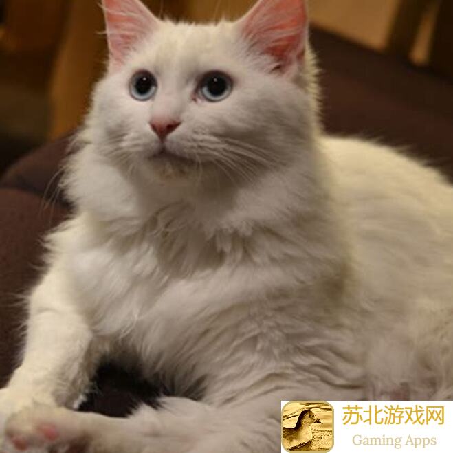 猫和老鼠：个人上猫皇的秘籍大公开！轻松秒变大神！